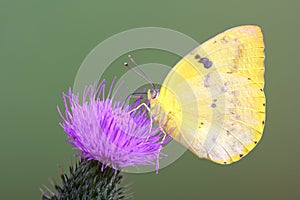 Yellow Migrant Butterfly