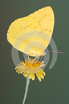 Yellow migrant butterfly perched on a dandelion flower with wings closed