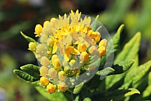 Yellow milkweed blossoms blooming in the summer photo