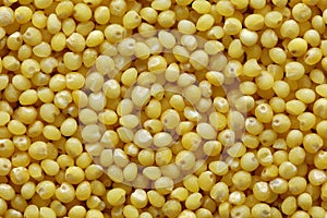 Yellow millet background. Close up top view