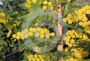 Yellow mimosa in bloom symbol of international womens day