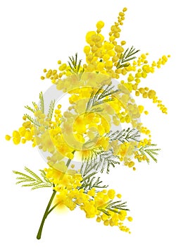 Yellow mimosa branch flower symbol women day isolated on white