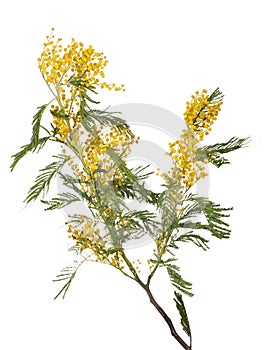 Yellow mimosa branch isolated on white