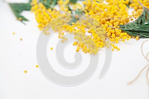 Yellow mimosa branch on white background