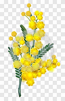 Yellow mimosa flower branch isolated on transparent background