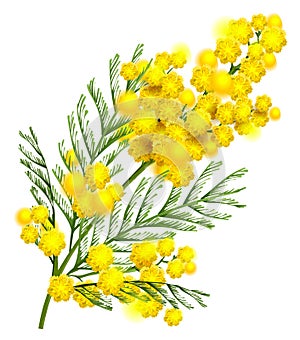 Yellow mimosa flower branch symbol of spring isolated on white