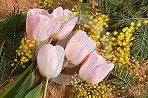 Yellow mimosa flower, green branches of leaves and pink tulips