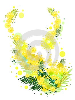 Yellow mimosa flower symbol 8 march womens day acacia