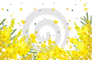 Yellow mimosa flower symbol womens day spring and love