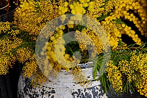 Yellow mimosa flowers in old flower pot.