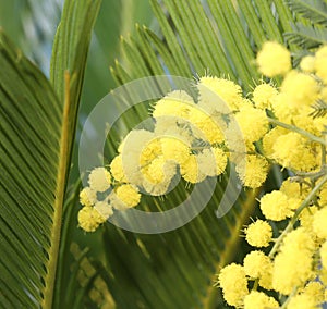 Fiori sul pianta 