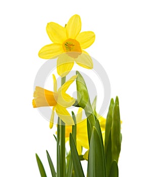 Yellow mini-narcissi