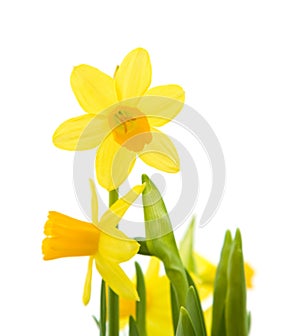 Yellow mini-narcissi