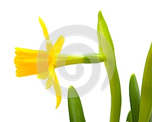 Yellow mini-narcissi