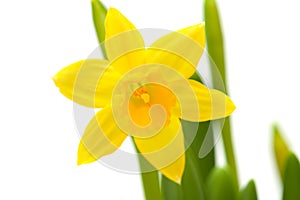 Yellow mini-narcissi