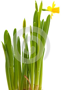 Yellow mini-narcissi