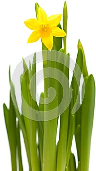 Yellow mini-narcissi