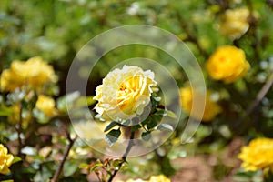 Yellow miniature bush rose at the garden