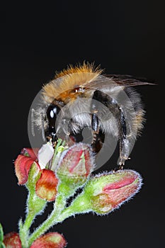 Yellow mining bee