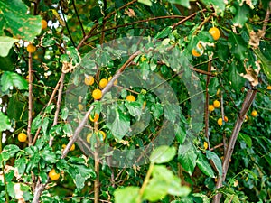 Yellow mirabelle plums Prunus domestica syriaca