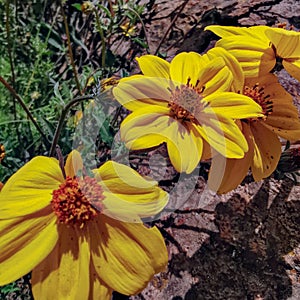 Yellow mirasol flowers under the sun's rays