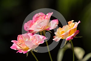 Yellow mix pink rose flower