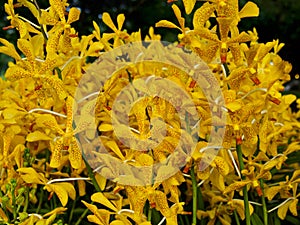 Yellow Mokara orchid flowers