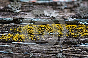 Yellow mold on the cracked wood macro