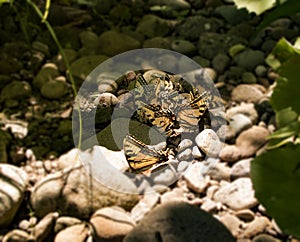 Yellow Monarch Butterflies feeding near creek bed