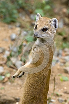 Yellow Mongoose