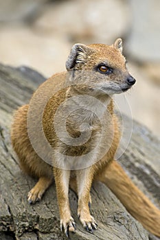 Yellow Mongoose