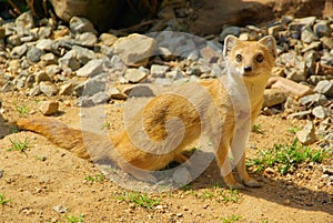 Yellow Mongoose