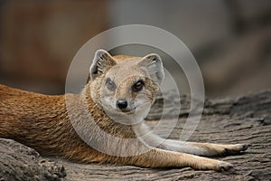 Yellow mongoose