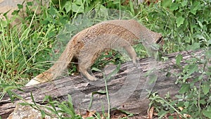 Yellow mongoose