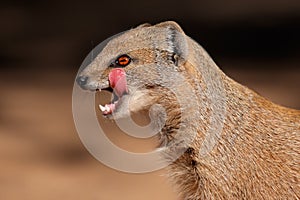 Yellow mongoose photo