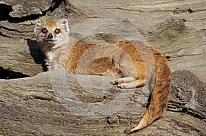 Yellow mongoose