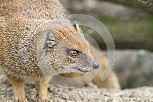 Yellow Mongoose