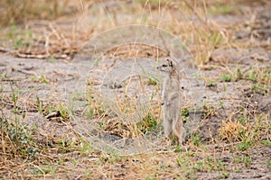 Yellow Mongoose