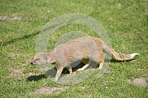 Yellow Mongoose