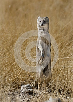 Yellow mongoose with ant on neck, Namibia