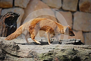 Yellow mongoose (Cinyctis penicillata)