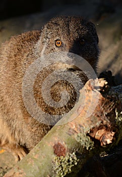 Yellow Mongoose Close-up