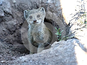 Yellow mongoose cynics, cynics penicillata, curiously peeking from the burrows
