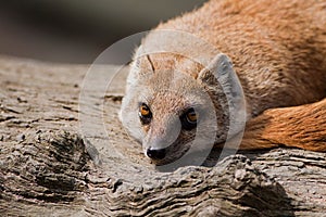 Yellow Mongoose (Cynictis penicillata)