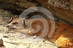 Yellow Mongoose (Cynictis penicillata)