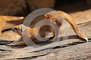 Yellow mongoose (Cynictis penicillata)