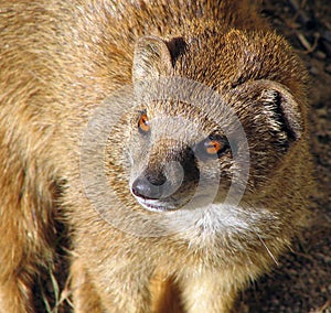 Yellow Mongoose (Cynictis penicillata)