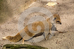 Yellow mongoose, Cynictis penicillata is agile carnivores and are still looking for food