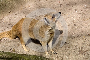 Yellow mongoose, Cynictis penicillata is agile carnivores and are still looking for food