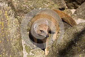 Yellow mongoose, Cynictis penicillata is agile carnivores and are still looking for food